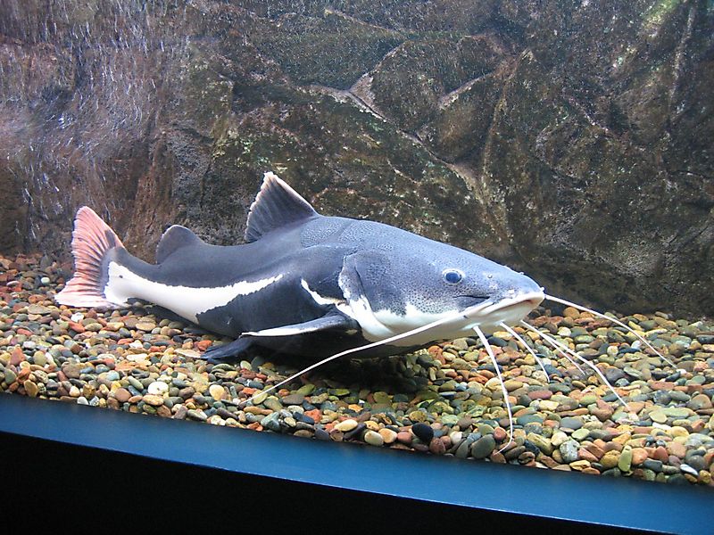 zoo2007_1