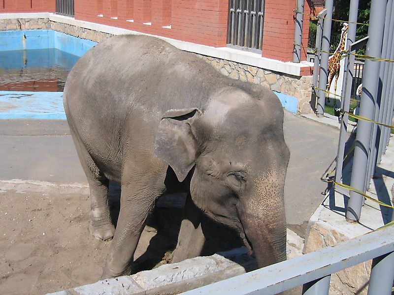 zoo2009_5